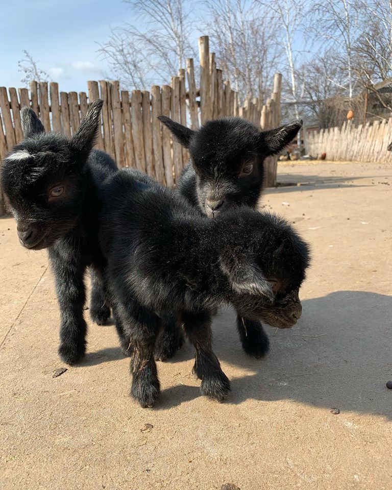 Новорожденные малыши / фото: fb Зоопарк "Страусиная ферма" г.Мелитополь