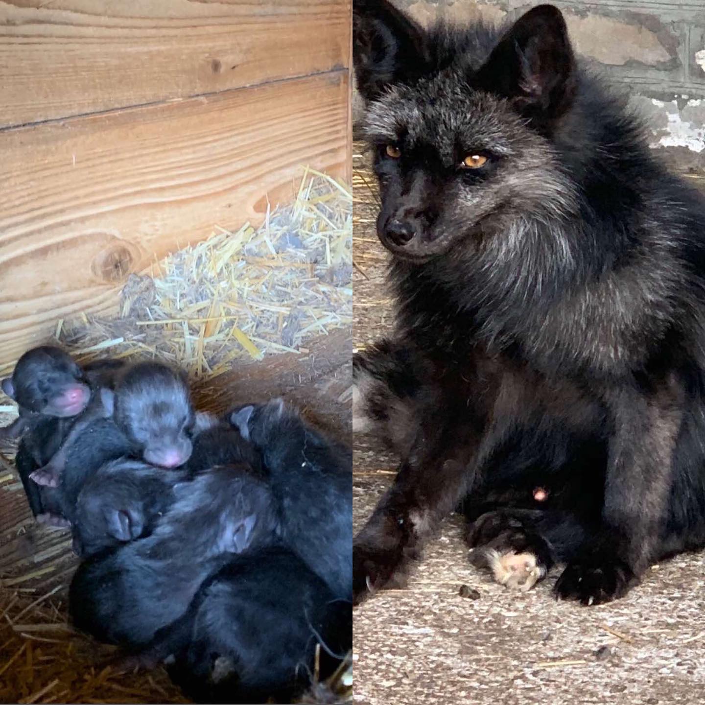 Крохи Чернобурой лисицы / фото: fb Зоопарк "Страусиная ферма" г.Мелитополь