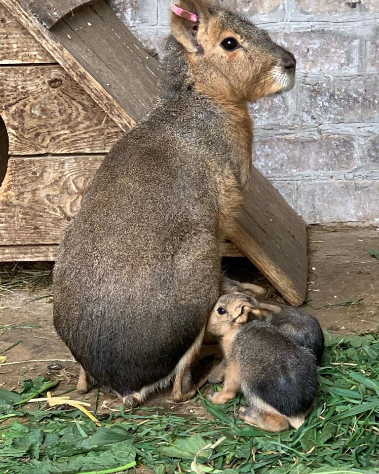 Так выглядит их мамочка / фото: fb Зоопарк "Страусиная ферма" г.Мелитополь