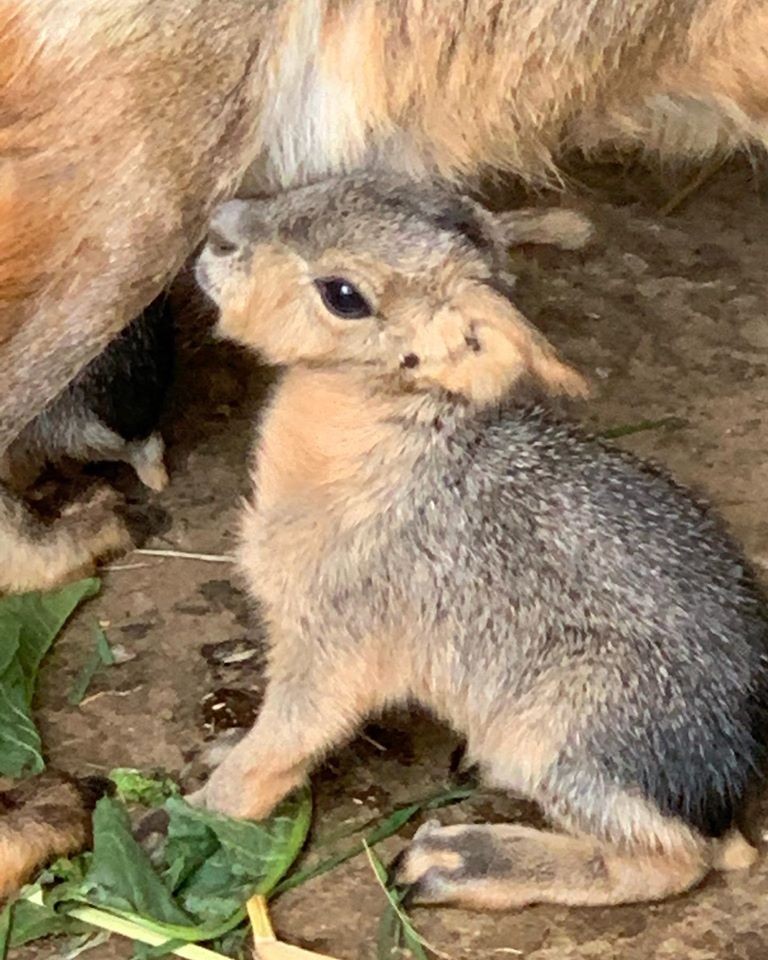 А это малыш Патоганской Мары /  фото: fb Зоопарк "Страусиная ферма" г.Мелитополь