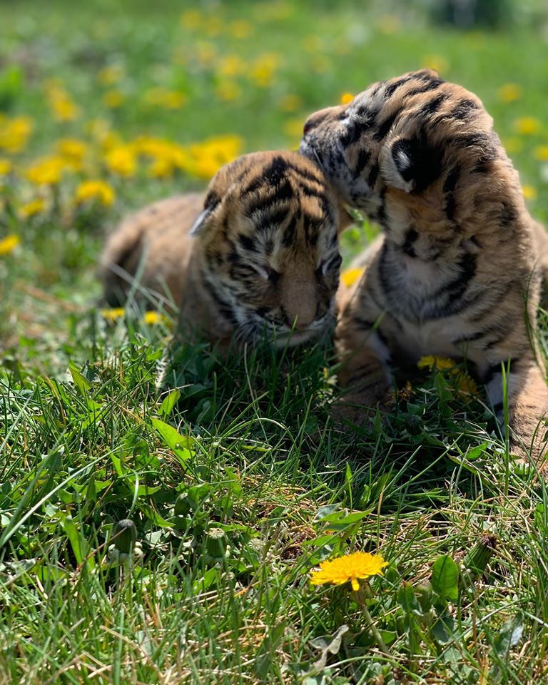 Этой весной в зоопарке родилось очень много малышей. Некоторых дают потрогать / фото со страницы "Страусиной фермы"