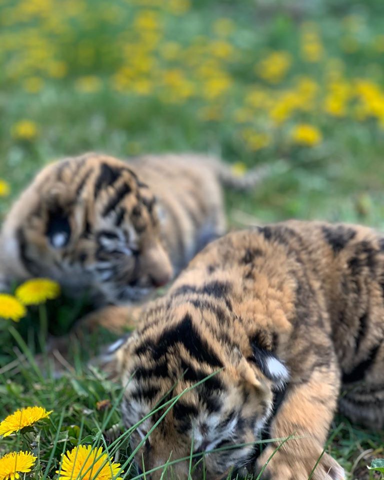 Тигрята еще не открыли глазки / фото: fb Зоопарк "Страусиная ферма" г.Мелитополь