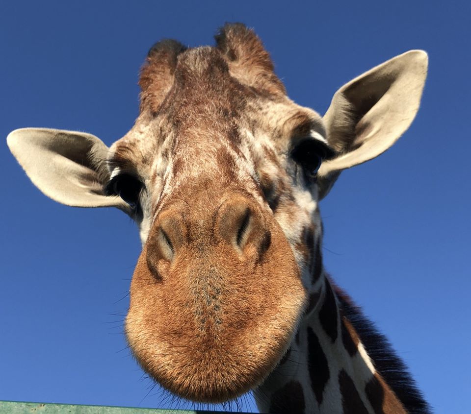 В зоопарке "Сафари" есть жирафы / фото со страницы зоопарка в Fb