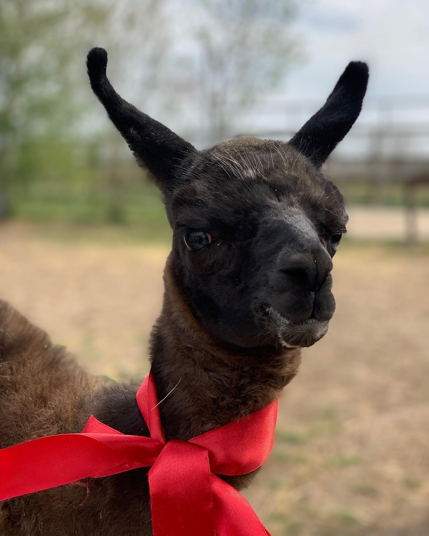 А это родившийся детеныш ламы / фото: Зоопарк "Страусиная ферма" г.Мелитополь