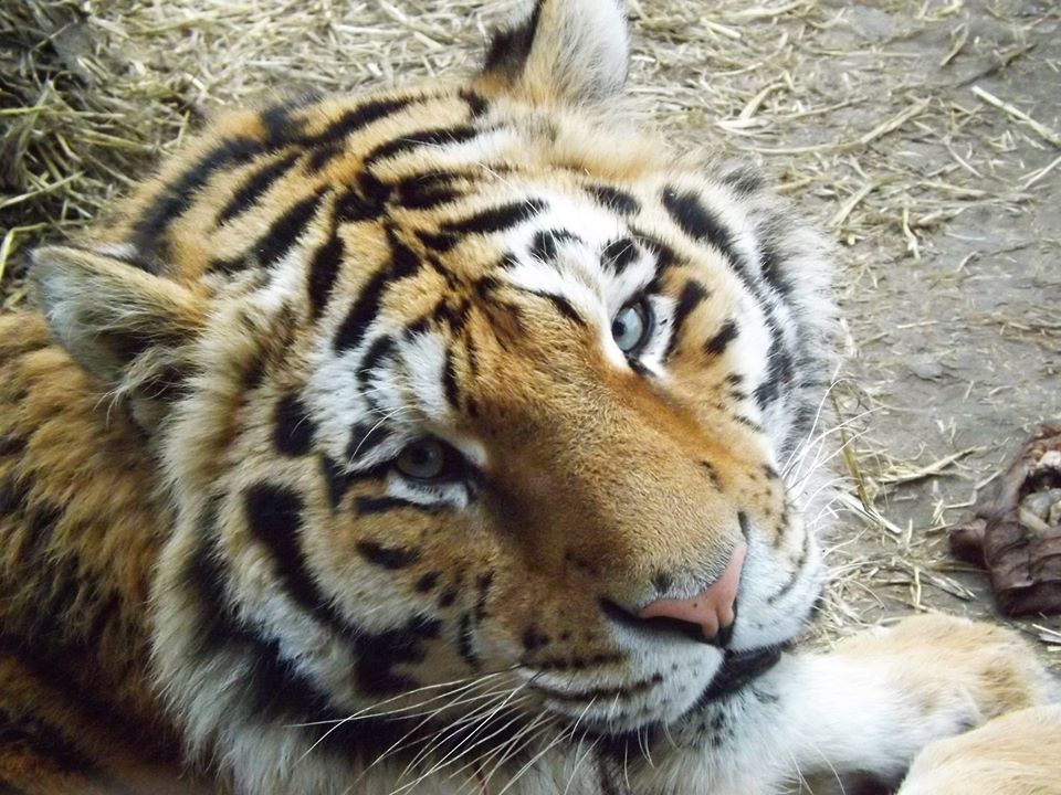 Здесь спасают хищников, над которыми издевались предыдущие хозяева / фото: fb HomeZoo Center