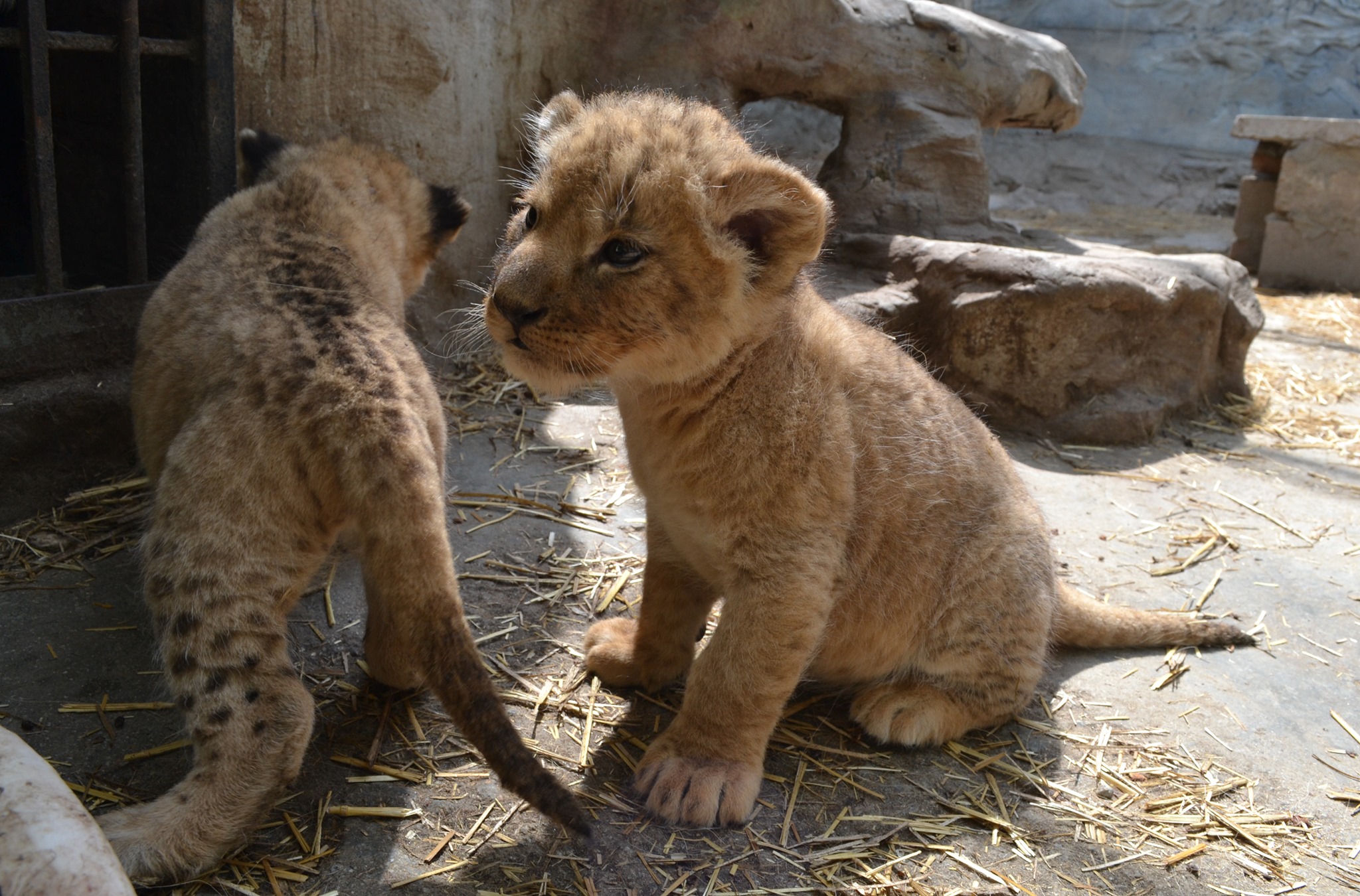 Вот такие крохи сейчас в реабилитационном центре / фото: fb HomeZoo Center