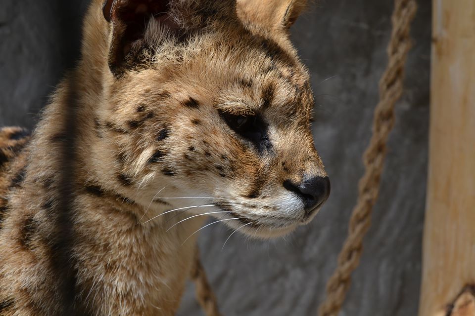 В реабилитационном центре 170 зверей / фото: fb HomeZoo Center