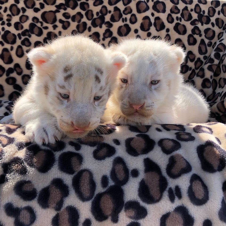 В зоопарке "Сафари" весной тоже бэйби-бум / фото со страницы зоопарка в Fb