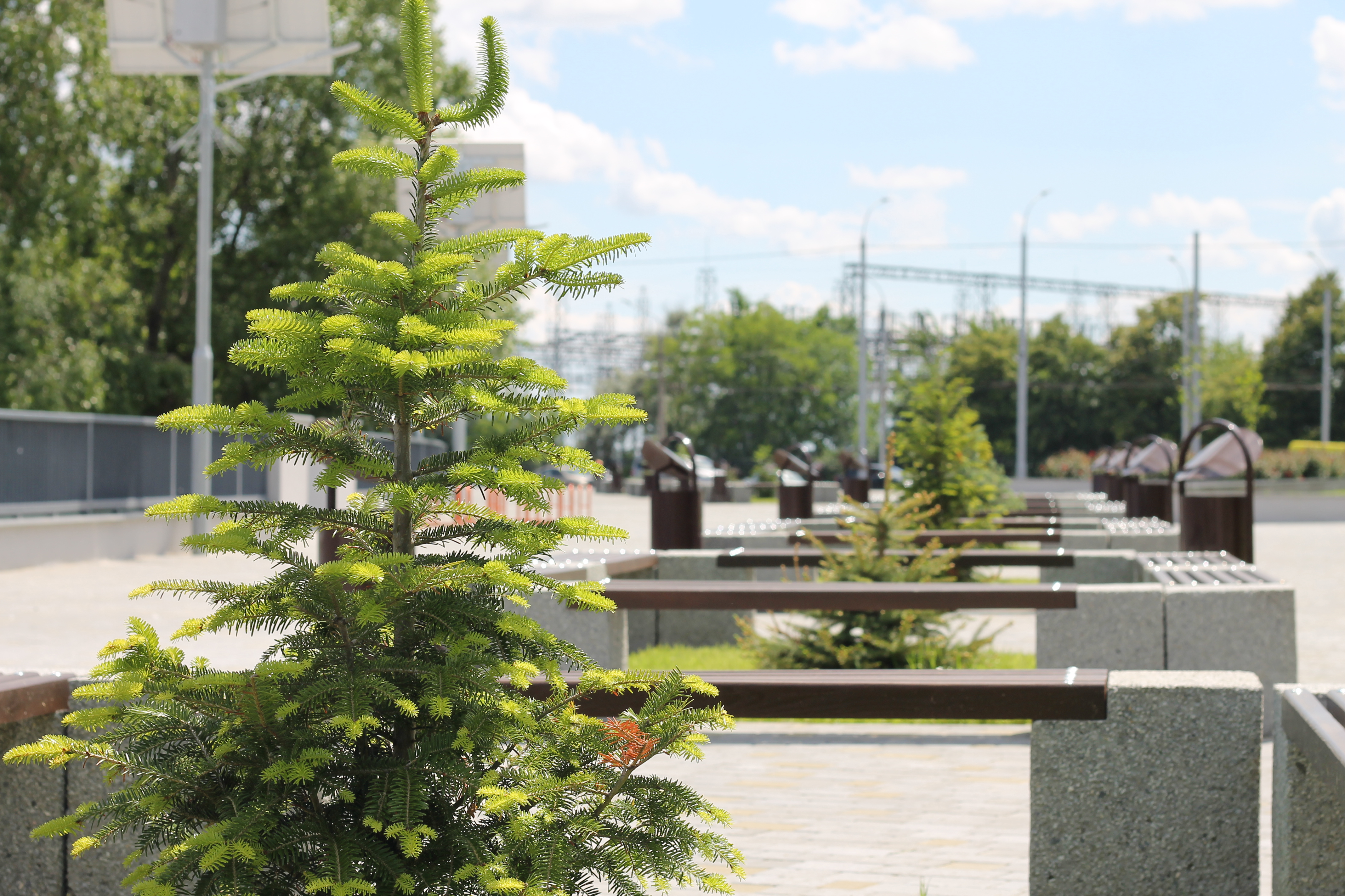 Зелени во время реконструкции не пожалели. Даже маленькие елочки посадили внутри квадратных лавочке