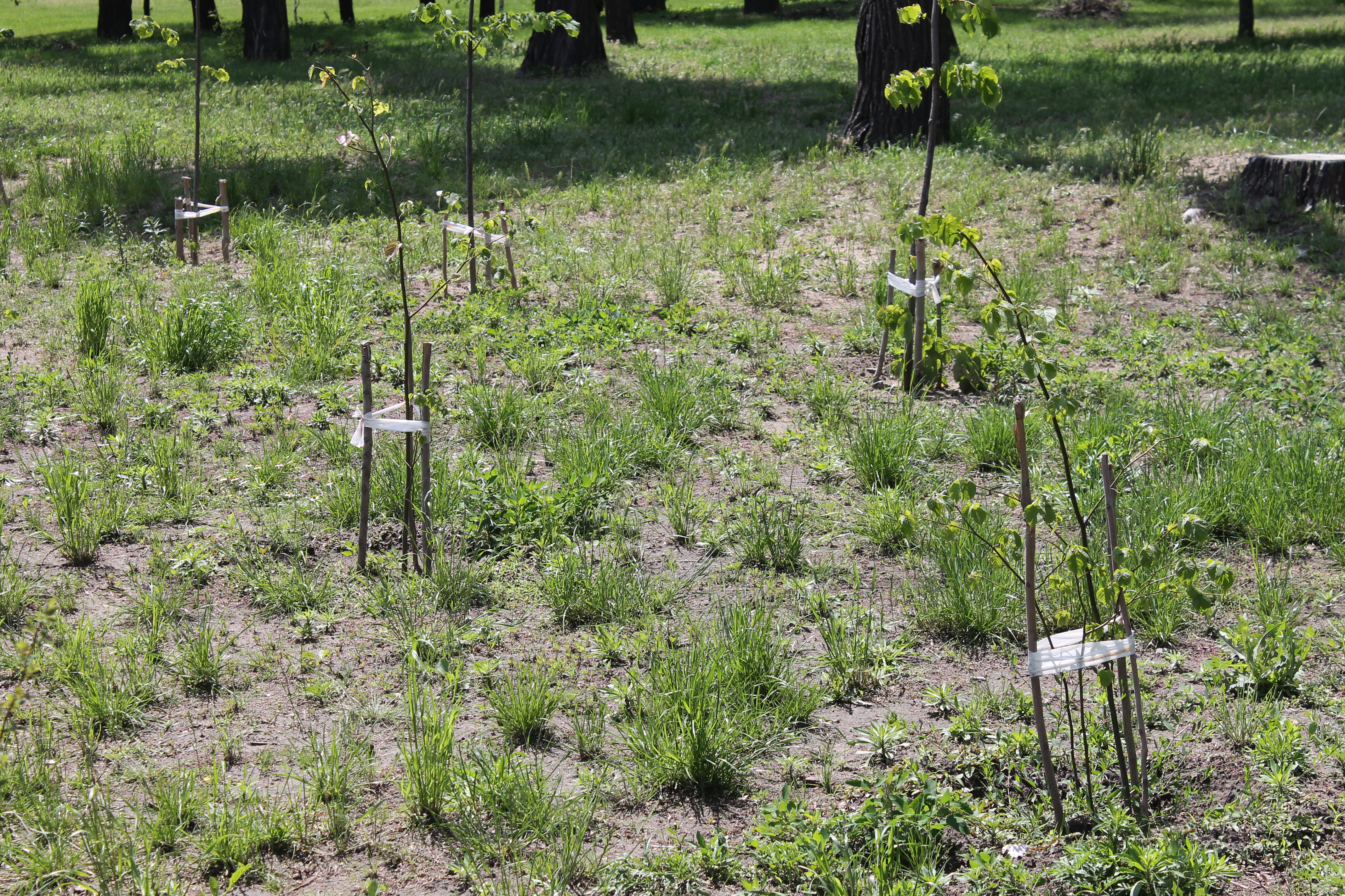 На левой стороне пляжа высадили новые саженцы деревьев