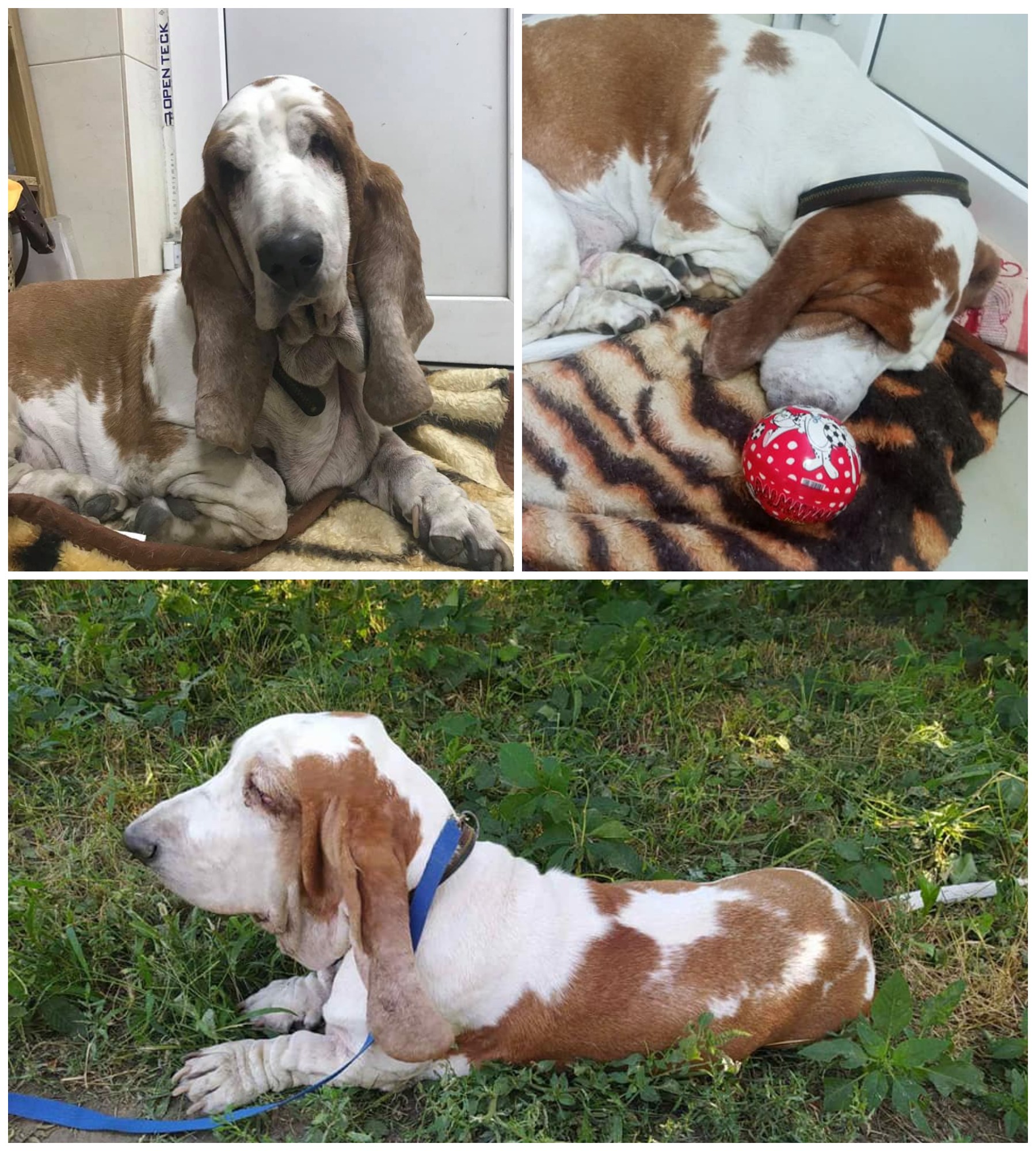 Брошенная Вивочка / фото: fb Галина Грищенко