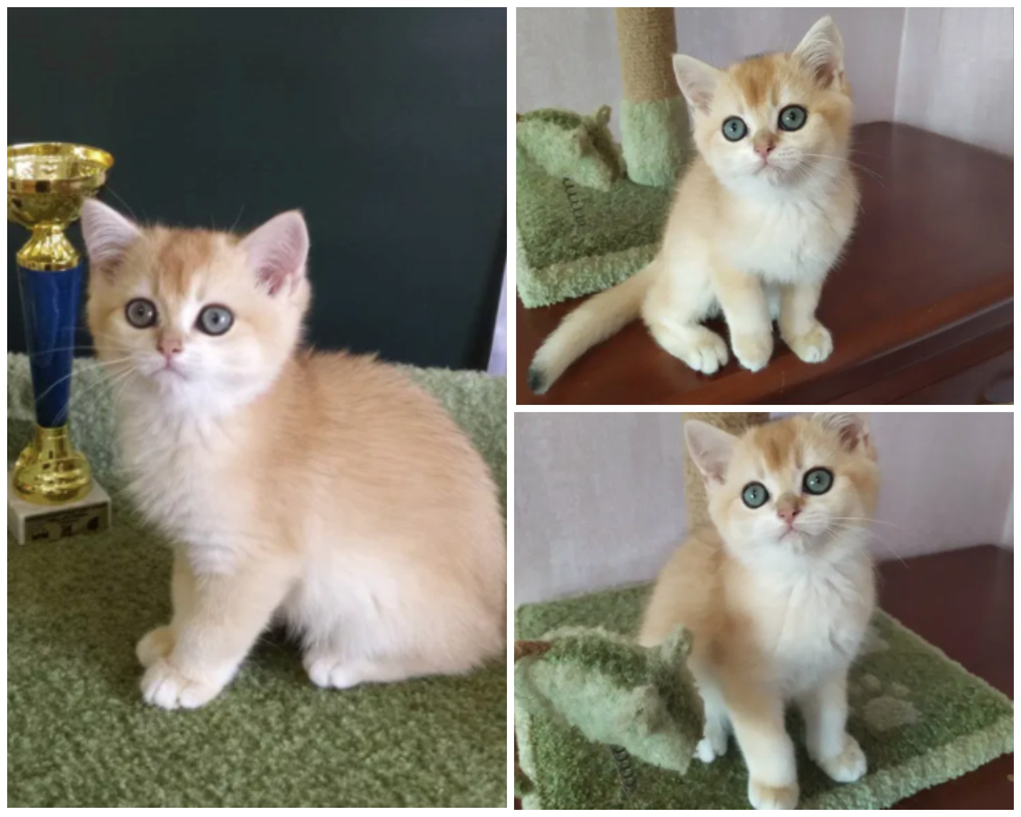 Самый дорогой котенок в Запорожье / фото: из объявления на olx