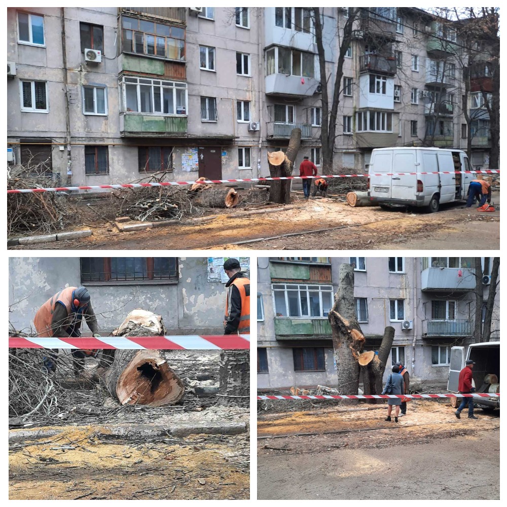 Деревья внутри пустые.