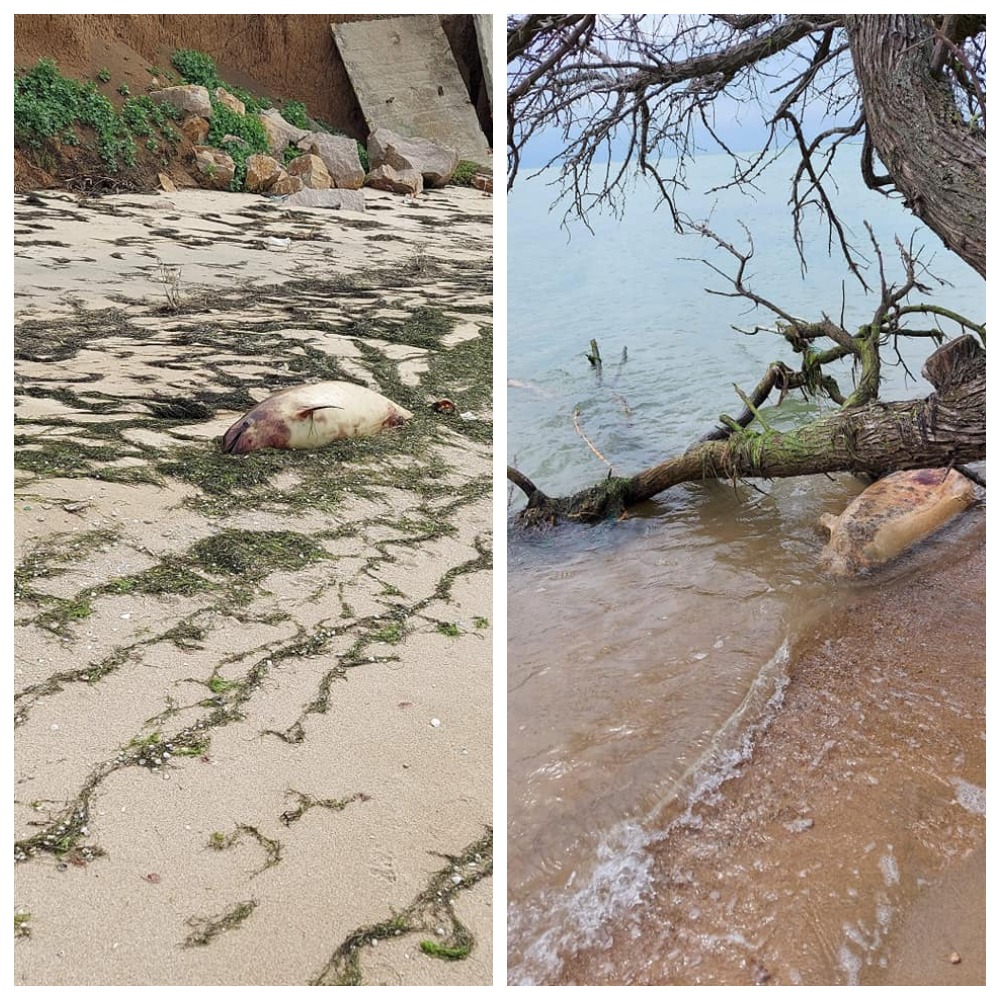 Трупы дельфинов по пути в Приморск / фото: fb Маргарита Коновалова