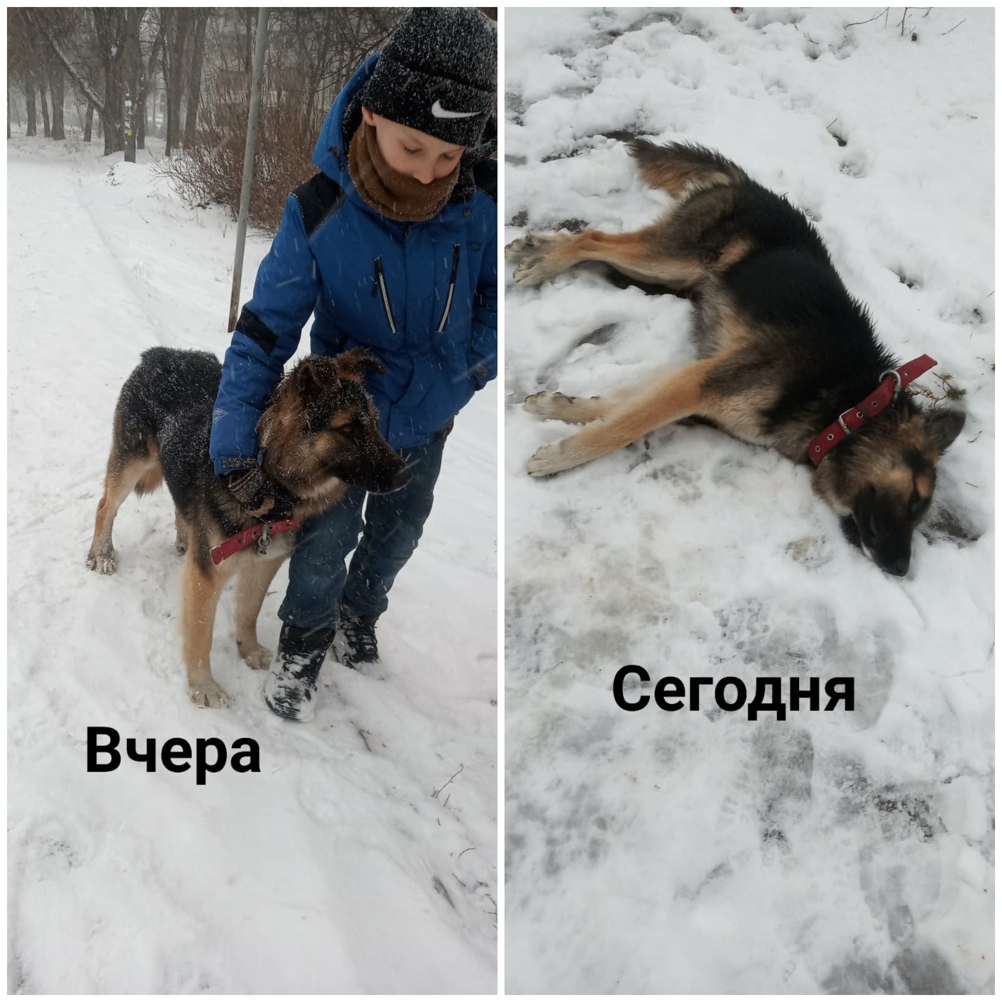 На Оспенковском убили щенка || - фото: facebook.com Валерия Берстовая