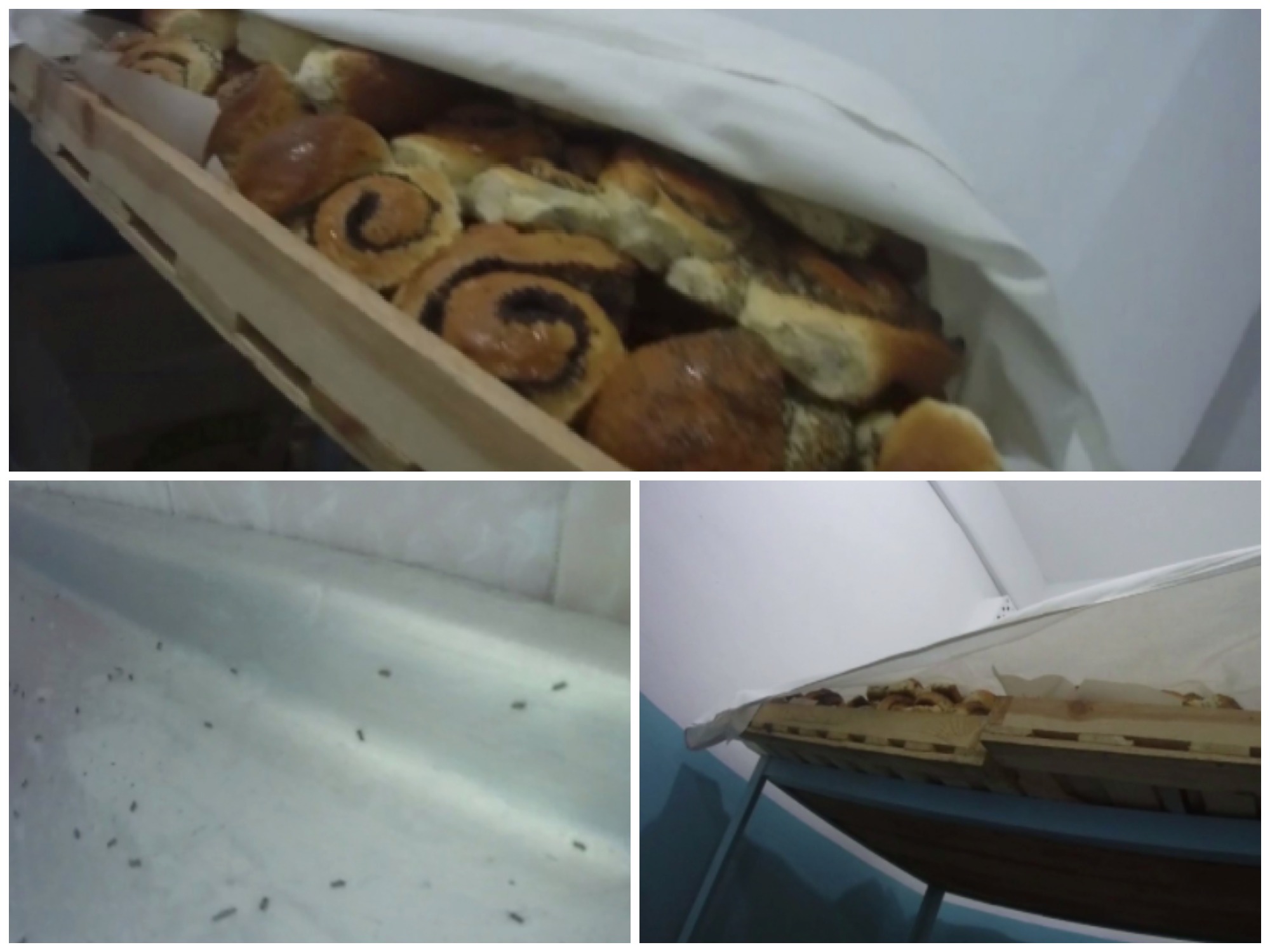 Булки хранили под грязной тканью, а по стенам ходили муравьи / фото: gudpss-zp.gov.ua