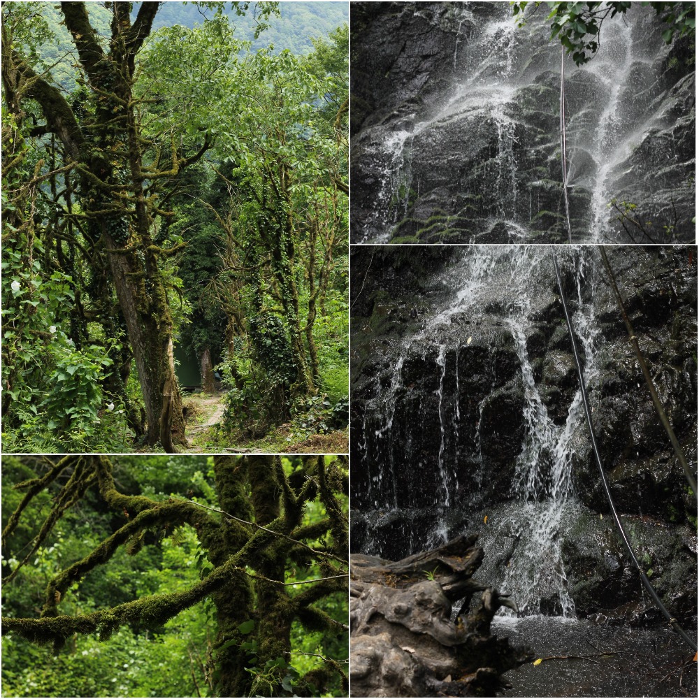 Водопад Мирвети и волшебный лес / фото ВГороде