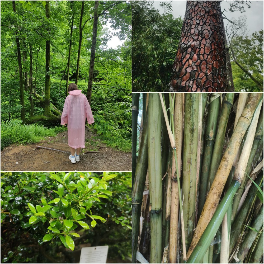 Ботанический сад возле Батуми / фото: ВГороде