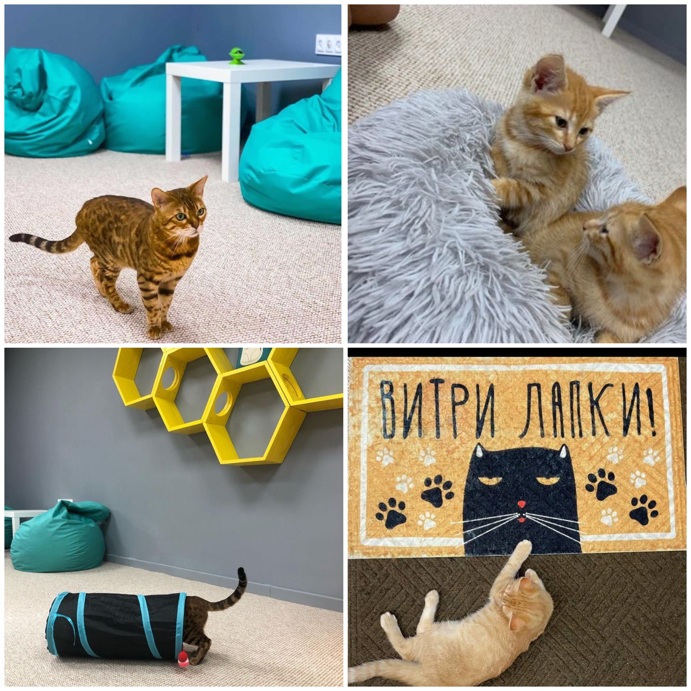 Котокафе "Мурляндия" из афиши / фото со странички заведения в Инстаграм