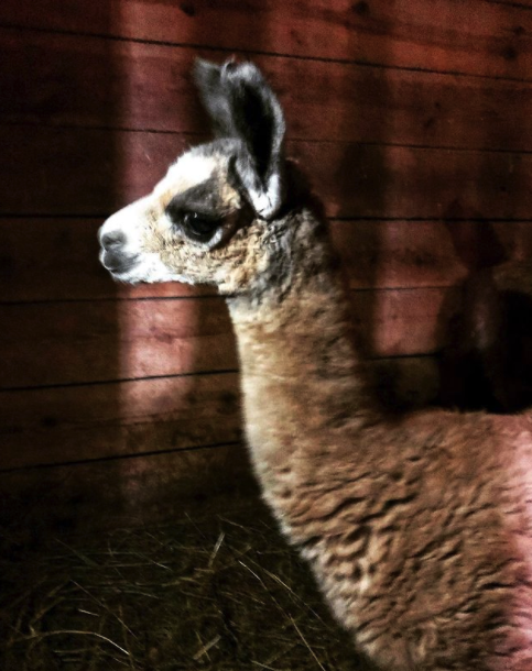 Бердянский зоопарк "Сафари"