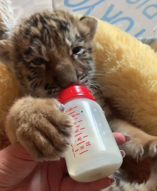 Мелитопольский зоопарк "Страс-юг" -