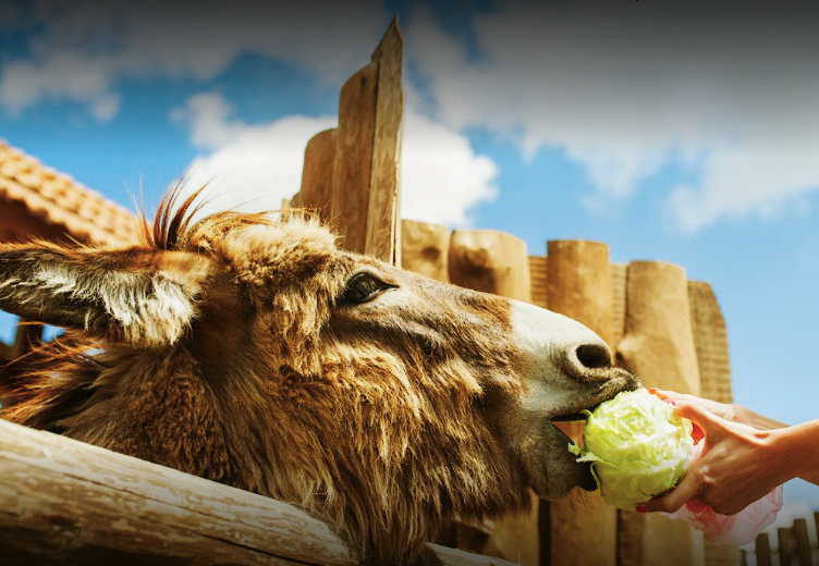 День влюбленных в усадьбе Аквазоо - фото Google-аккаунт Аквазоо Петрополь