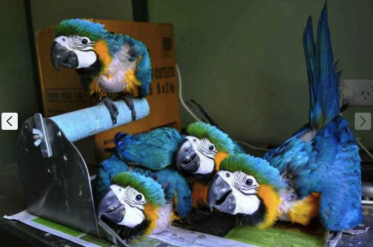 Так виглядають пташенята ара