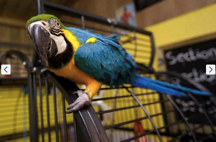 А так дорослий папуга -