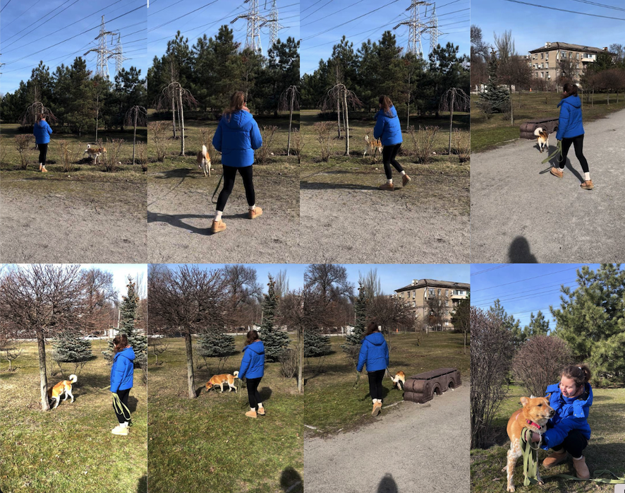 Если у вас никогда не было большой собаки – готовьтесь, что тянут они сильно