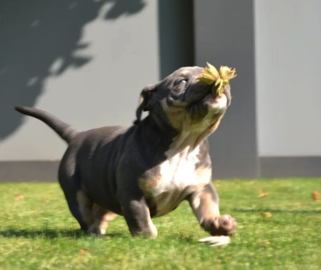 Как выглядит самый дорогой щенок, который продается в Запорожье -