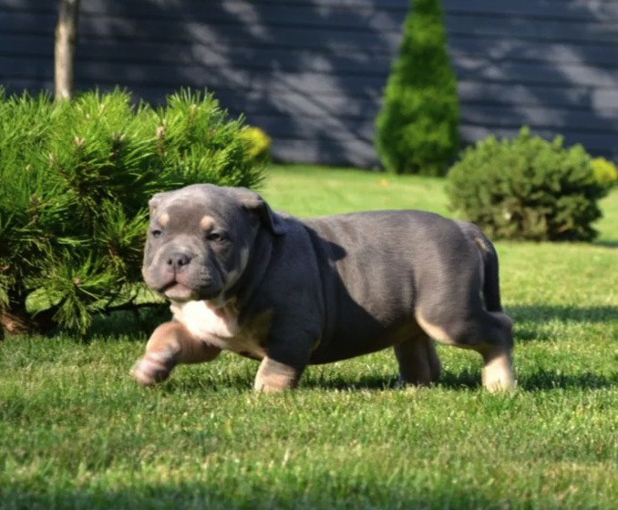 Как выглядит самый дорогой щенок, который продается в Запорожье -