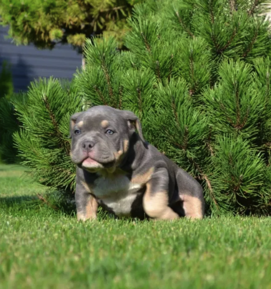 Как выглядит самый дорогой щенок, который продается в Запорожье -