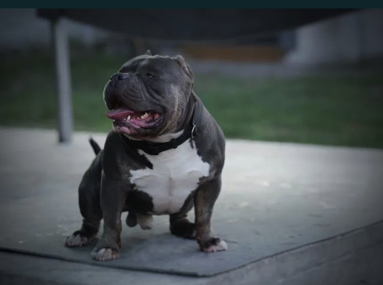 Родители самого дорогого щенка в Запорожье -