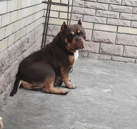 Родители самого дорогого щенка в Запорожье -