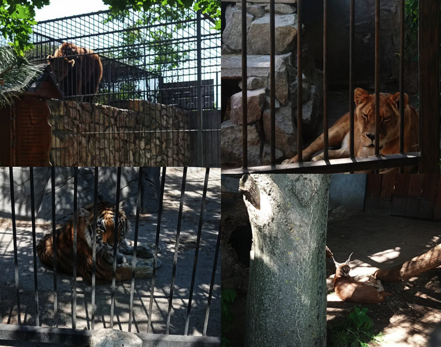 Что сейчас с хищниками в зоопарке в оккупированной Васильевке Запорожской области -
