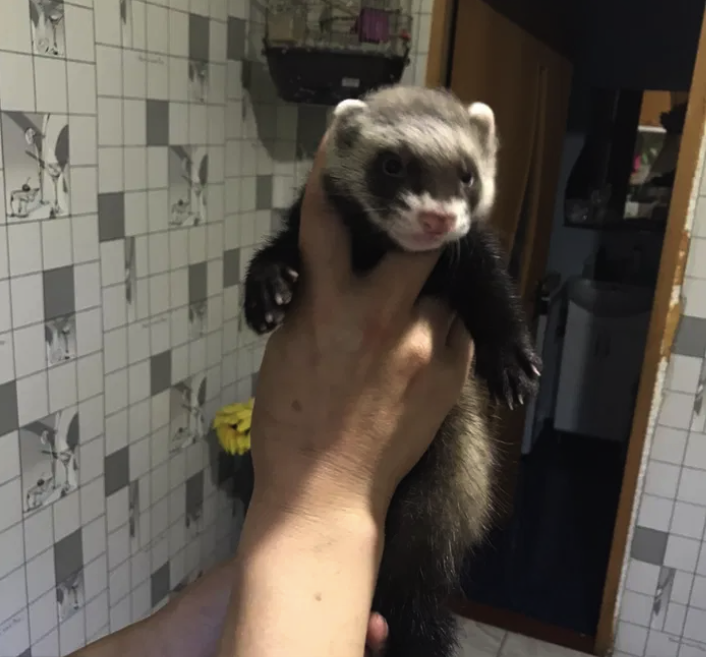 В Запорожье продают хорька / фото из объявления на olx.ua