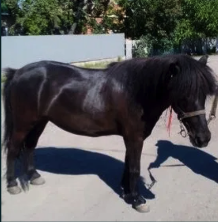 В Запорожье продают пони / фото: olx.ua