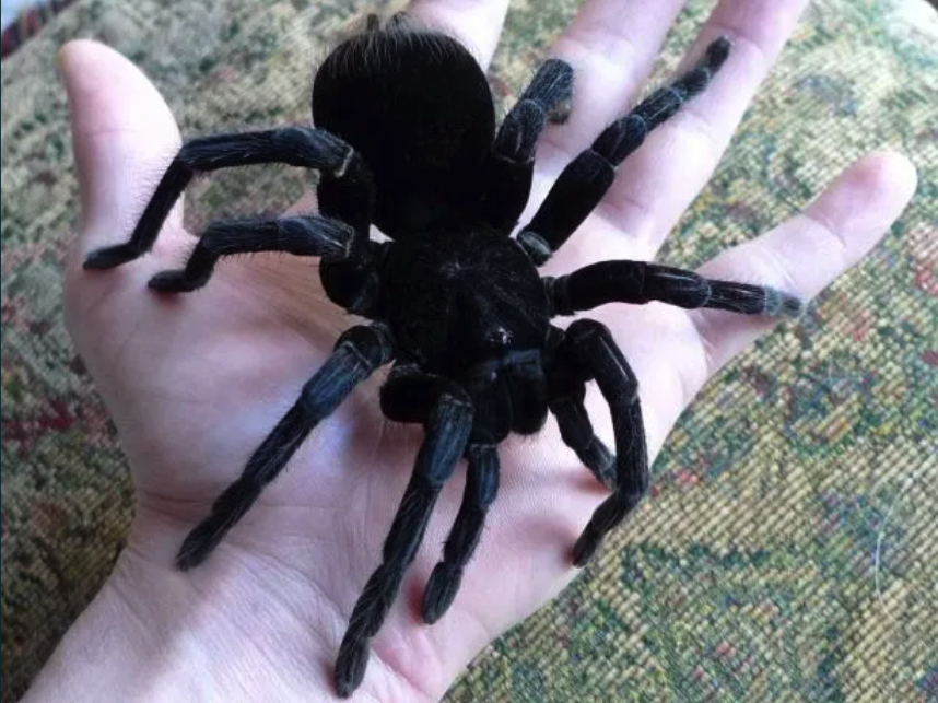 Паук в Запорожье за тысячу гривен / фото из объявления на olx.ua