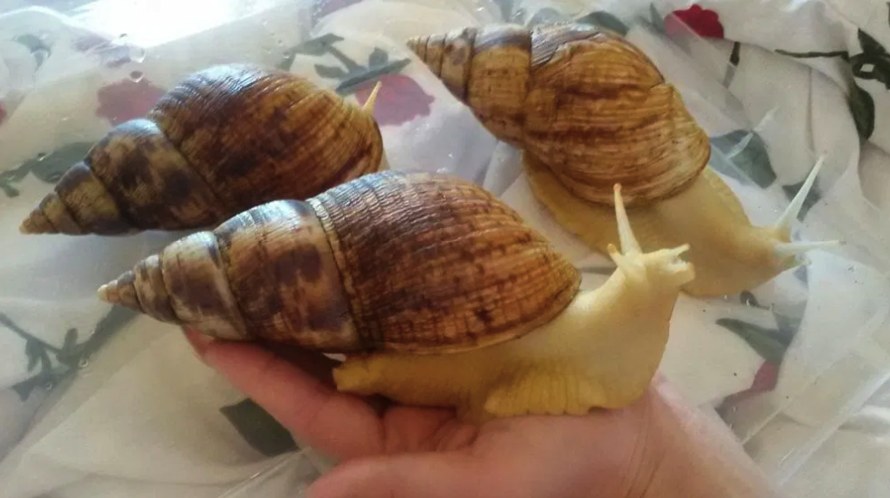 В Запорожье продают огромных улиток / фото из объявления на olx.ua