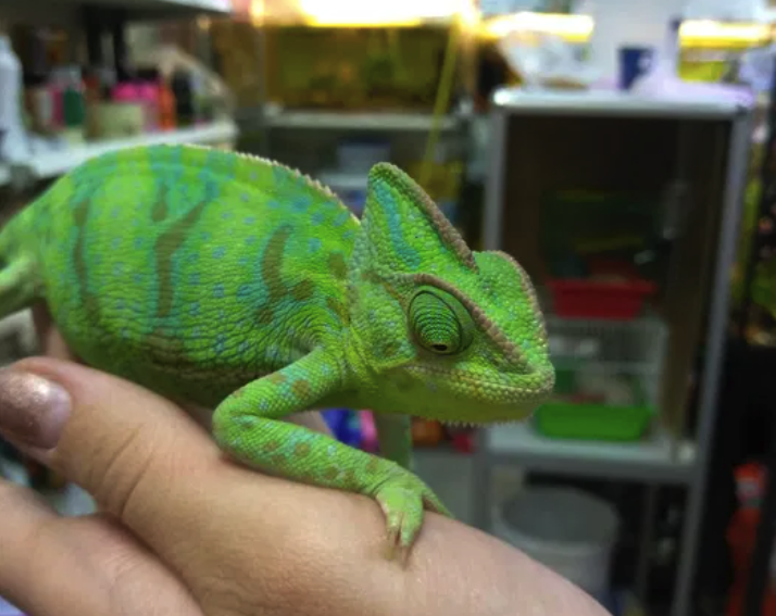 В Запорожье продают хамелеонов / фото из объявления на olx