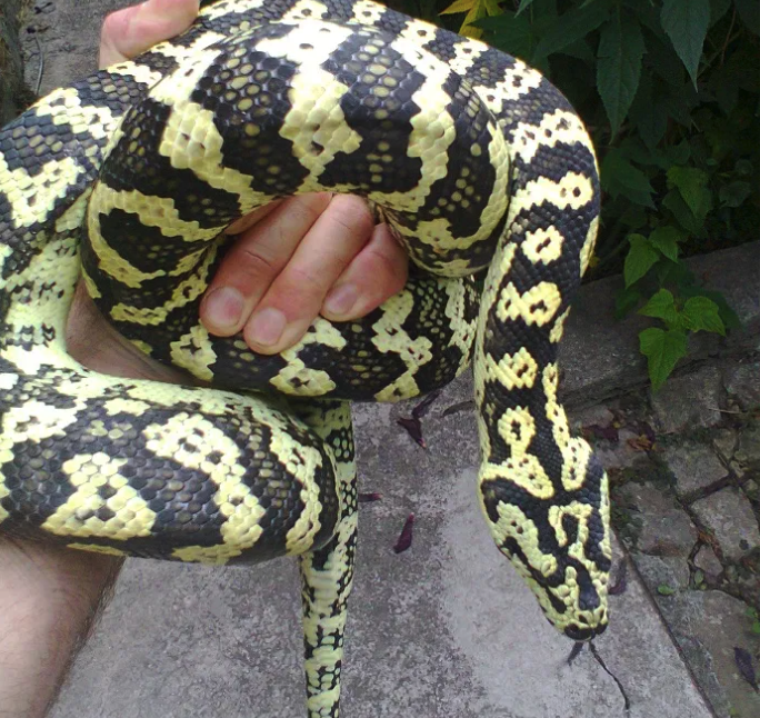 В Запорожье продают питона / фото из объявления на olx.ua