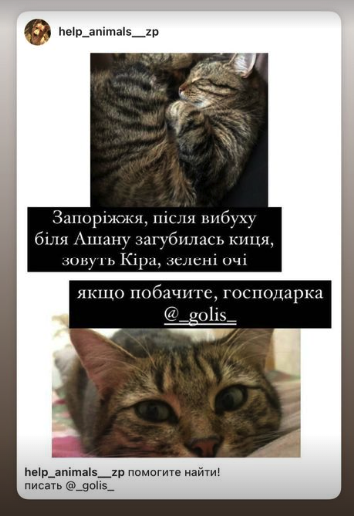 Пропала кішка у Запоріжжі