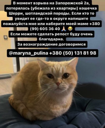 Допоможіть знайти: зникли тварини з будинку, у який прилетіла ракета у Запоріжжі фото 1