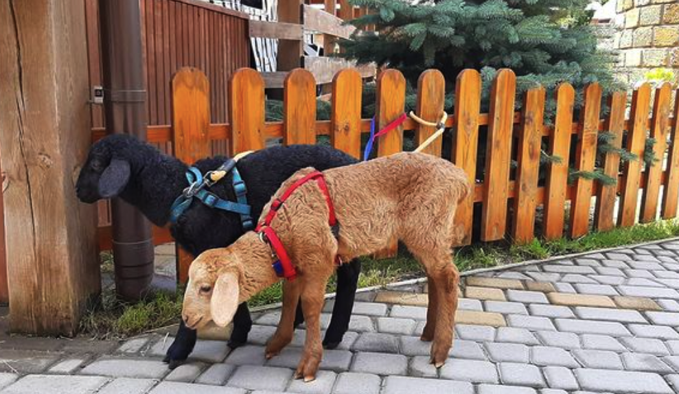 Экскурсия в Аквазоо -