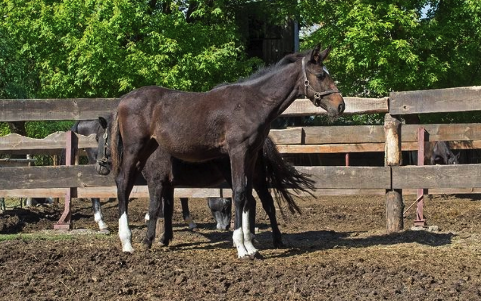 Конный клуб в Запорожье -