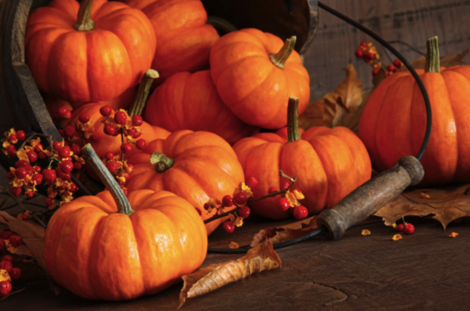 День тыквы в "Аквазоо" / иллюстрация: depositphotos.com