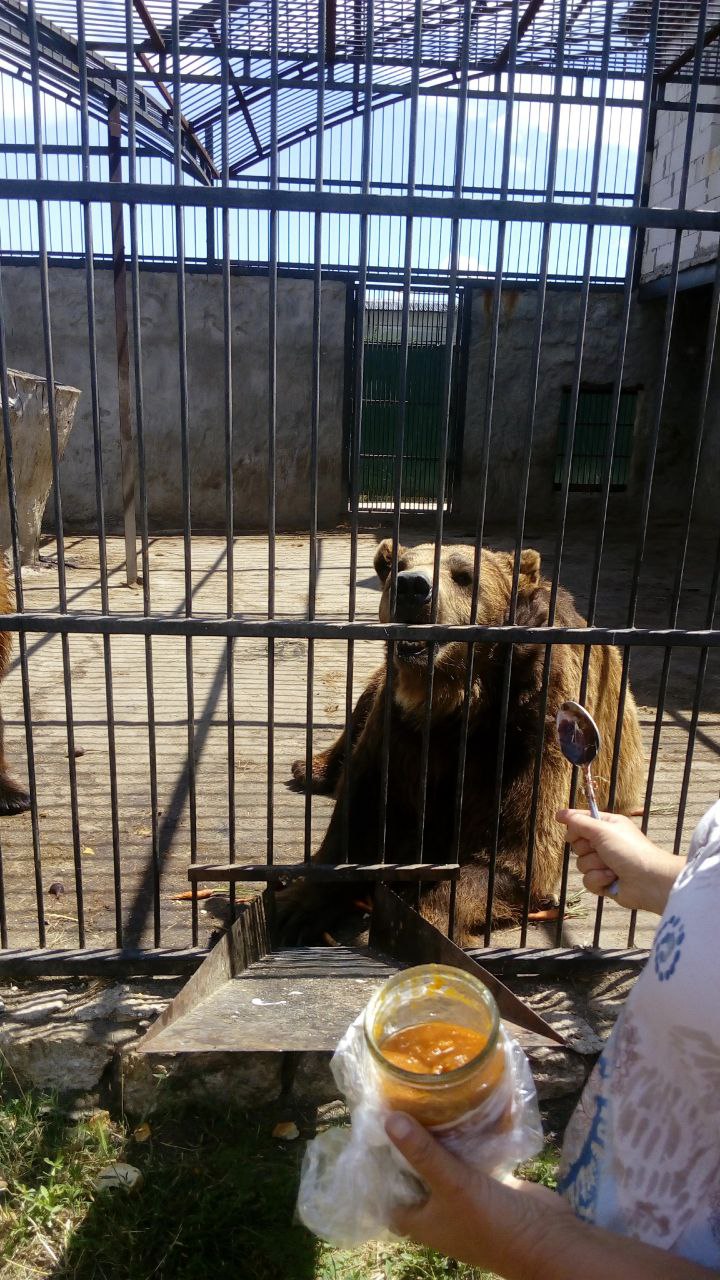 Мишек могут на глазах у зрителей покормить вареньем / фото: Vgorode