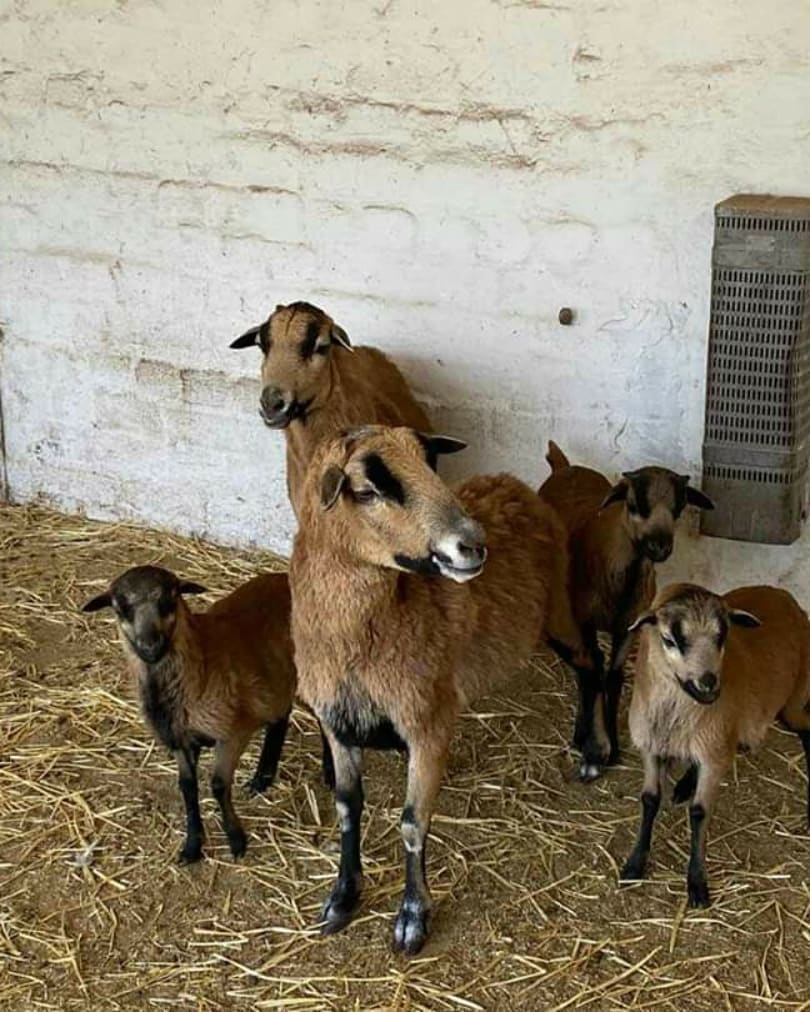 В Детской железной дороге в Запорожье есть зооуголок / @zdz_ukraine_official