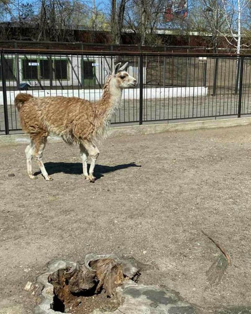 Также в зооуголке можно посмотреть на ламу / @zdz_ukraine_official