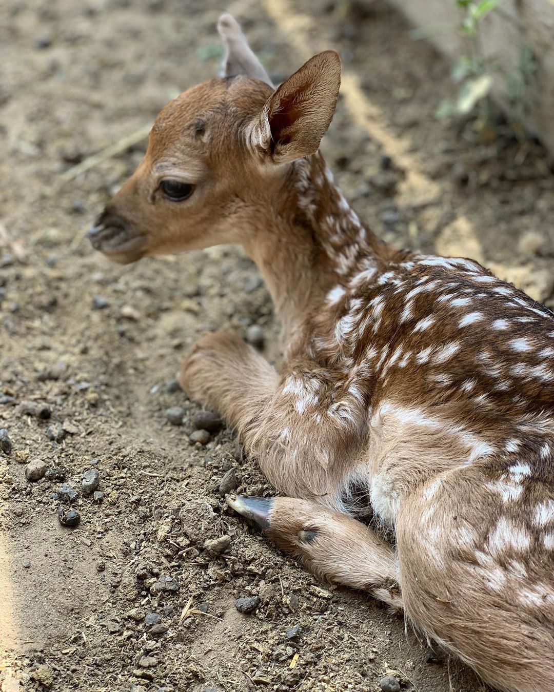 В зоопарке родился маленький Бэмби - фото @zoopark_strausug